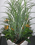 plants